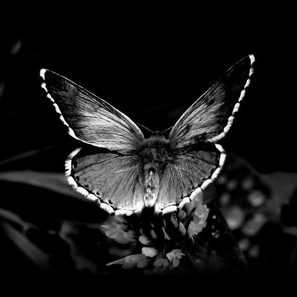 nighttracker624